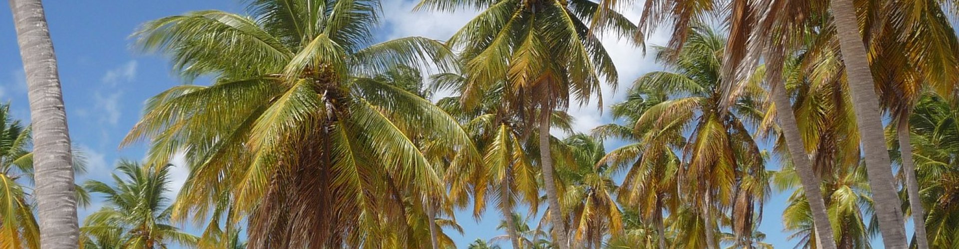 Best restaurants in Bayahibe, DO