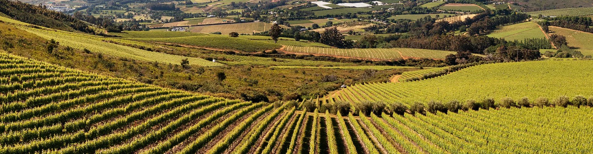 Stellenbosch dining landscape